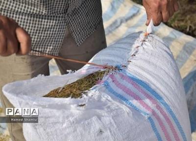 امسال 580 هزار تن برنج به ارزش 533 میلیون دلار ترخیص شده است