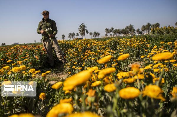 خبرنگاران حمیدیه رتبه سوم تولید گل در خوزستان را دارد
