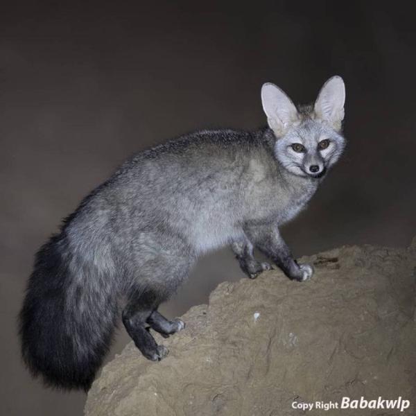 عکس ، زیباترین روباه ایران را ببینید